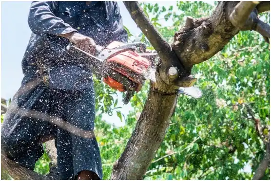 tree services St. Joseph